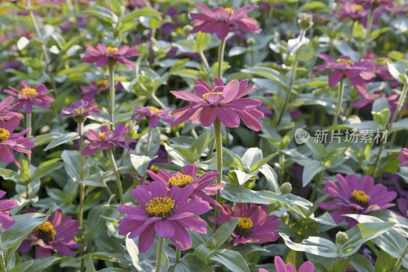 美丽Zinnias XXXL